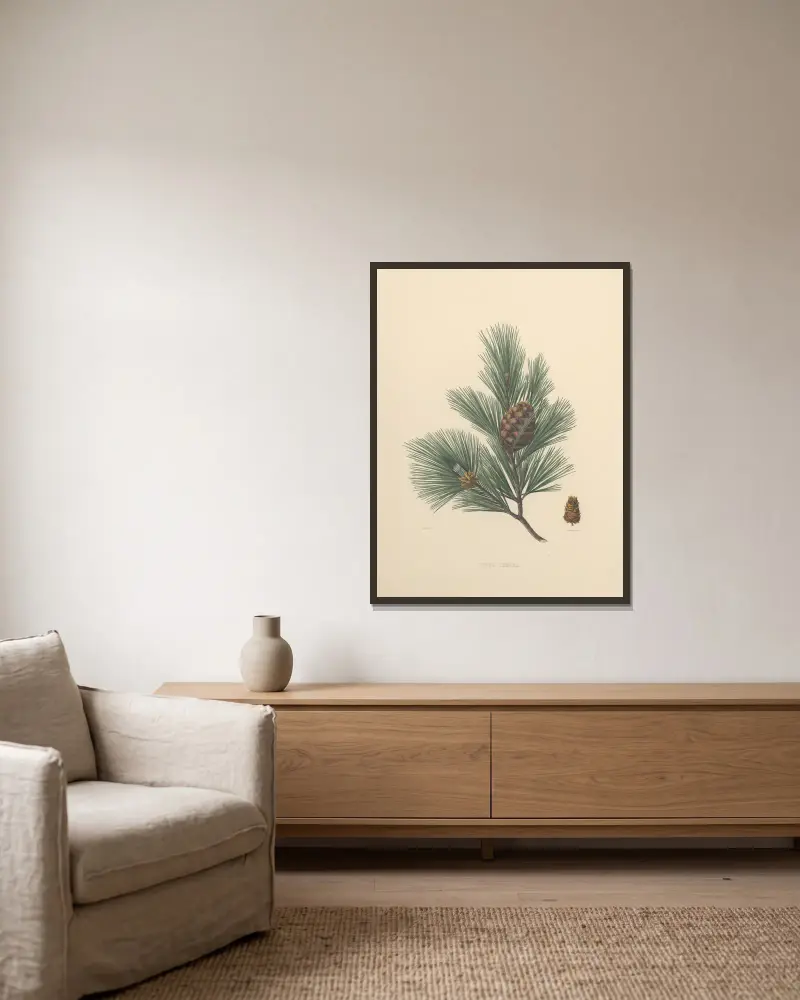 Pinus cembra, Edward James Ravenscroft v rámu na stěně