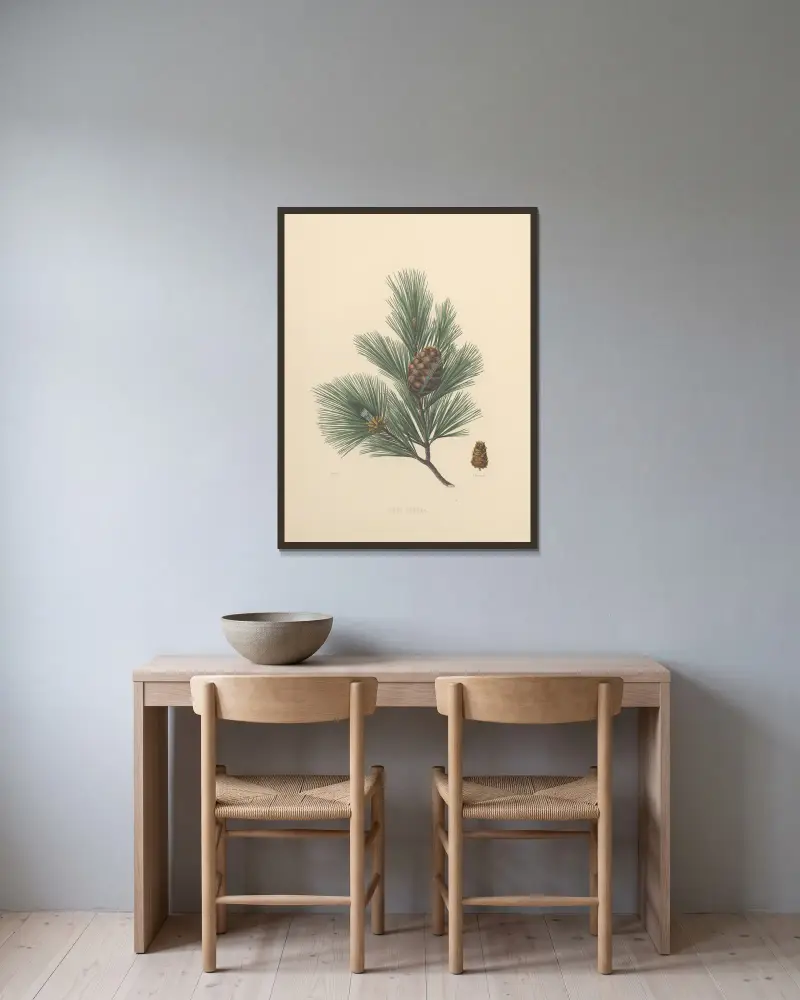Pinus cembra, Edward James Ravenscroft v rámu na stěně