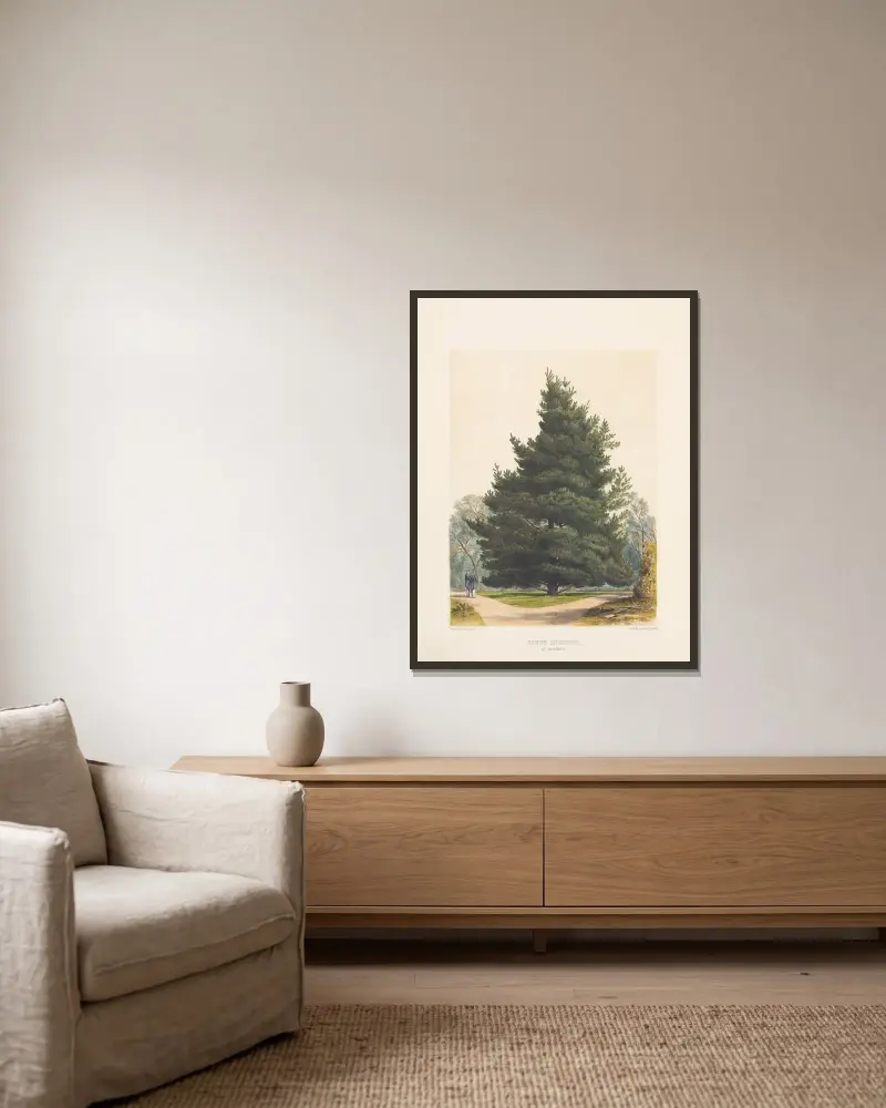 Pinus insignis, 1884 – Nr. 2, Edward James Ravenscroft w ramie na ścianie