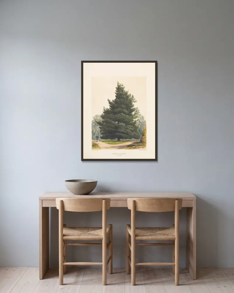 Pinus insignis, 1884 – Nr. 2, Edward James Ravenscroft w ramie na ścianie