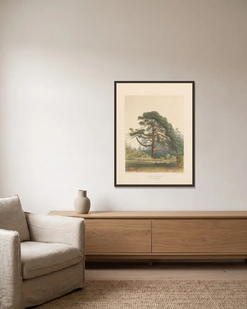 Pinus insignis, 1884 – Nr. 1 von Edward James Ravenscroft gerahmt an einer Wand