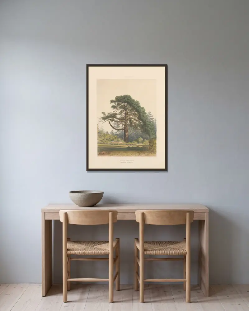 Pinus insignis, 1884 – Nr. 1 von Edward James Ravenscroft gerahmt an einer Wand