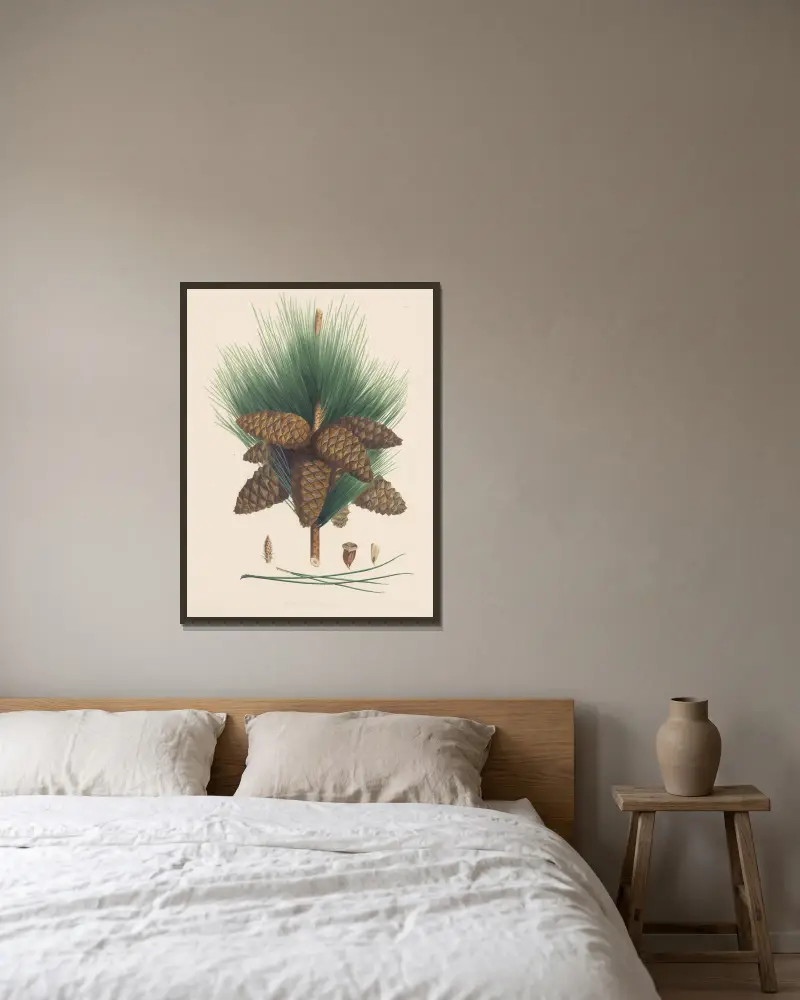 Pinus pinaster von Edward James Ravenscroft gerahmt an einer Wand
