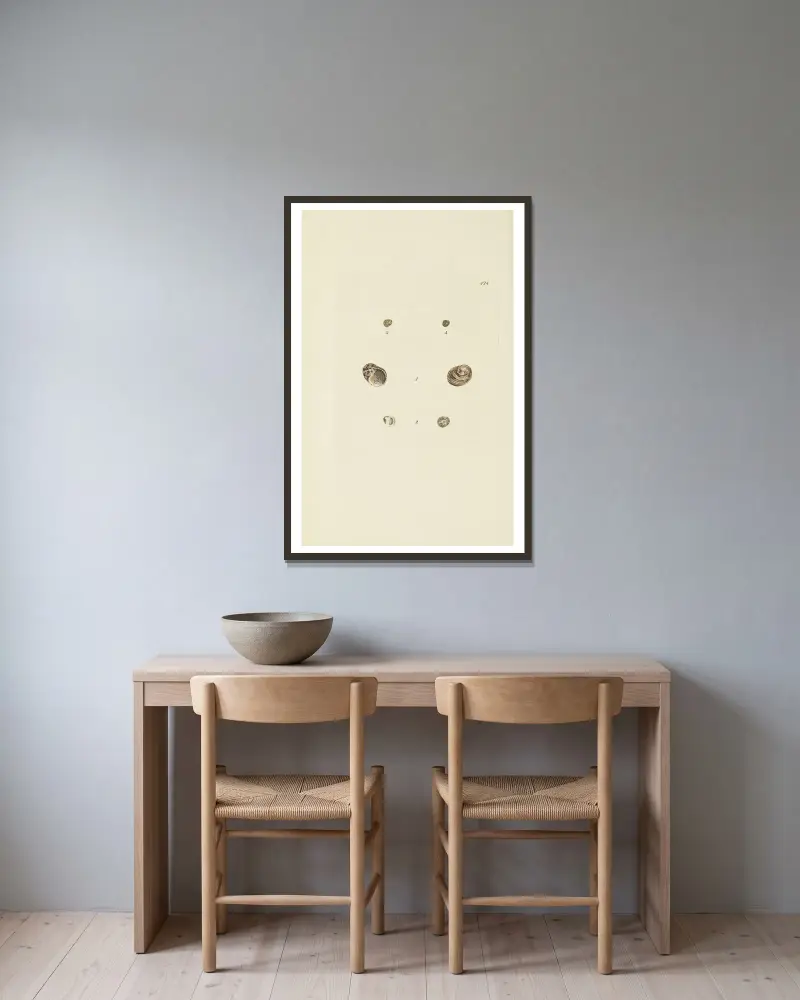 Die Mineral-Conchologie Großbritanniens, Tafel 506 von James Sowerby gerahmt an einer Wand