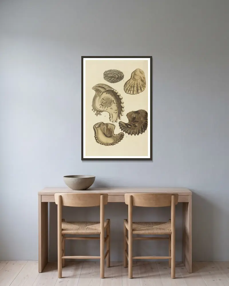 Die Mineral-Conchologie Großbritanniens, Tafel 549 von James Sowerby gerahmt an einer Wand