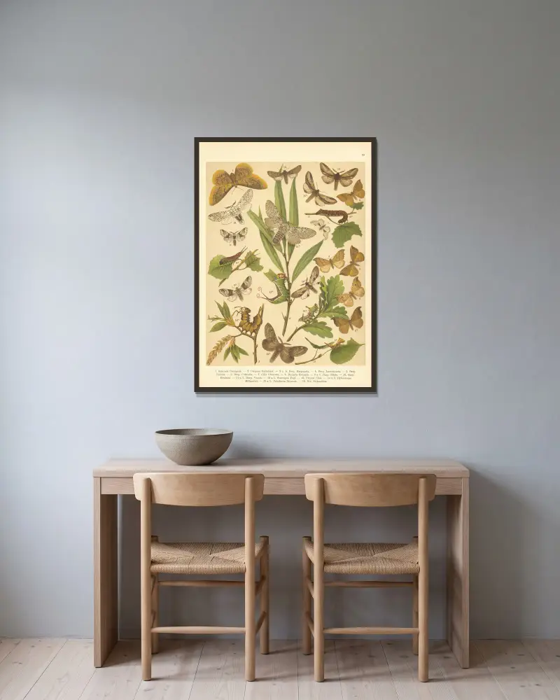Atlas der Schmetterlinge Mitteleuropas, Tafel 31 von Jan John gerahmt an einer Wand