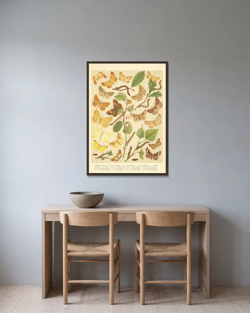 Atlas der Schmetterlinge Mitteleuropas, Tafel 46 von Jan John gerahmt an einer Wand