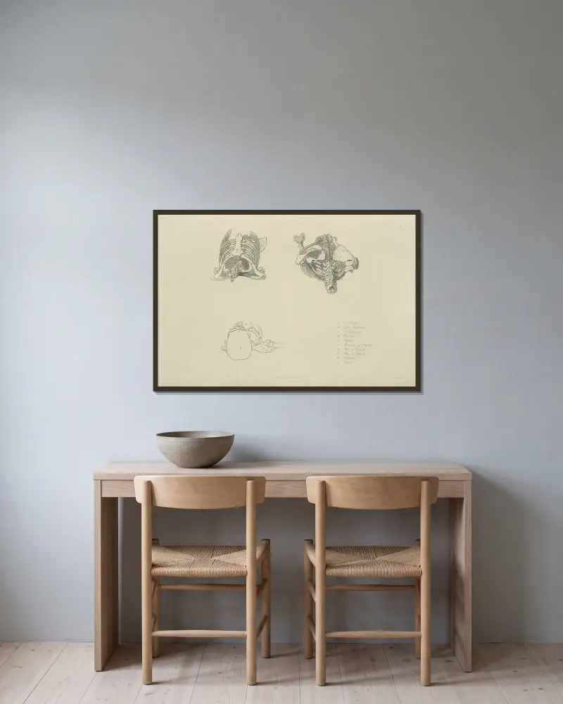Tre vyer av ben från övre bålen av John Flaxman inramad på en vägg
