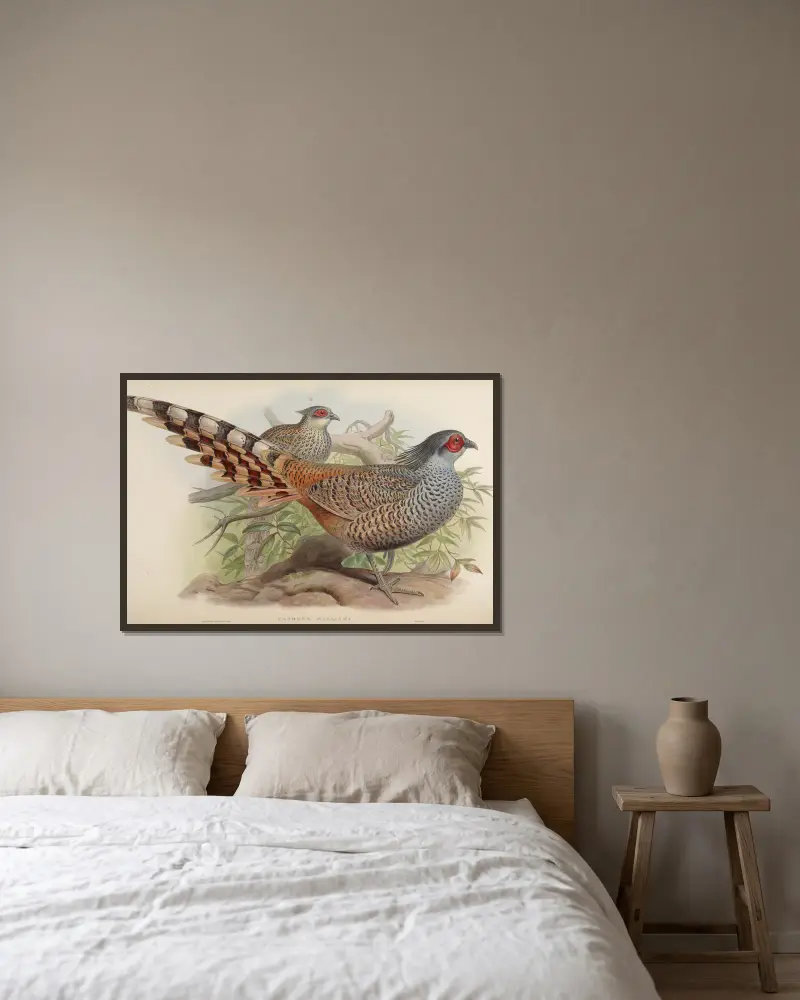 Cheer (Catreus Wallichii) av John Gould inramad på en vägg