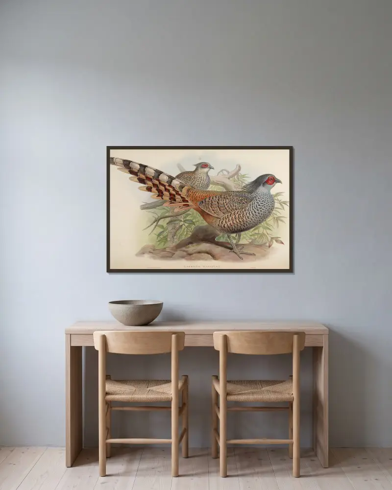 Cheer (Catreus Wallichii) av John Gould inramad på en vägg