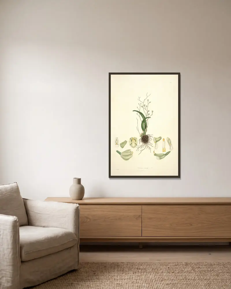 Collectanea botanica Taf. 02 von John Lindley gerahmt an einer Wand