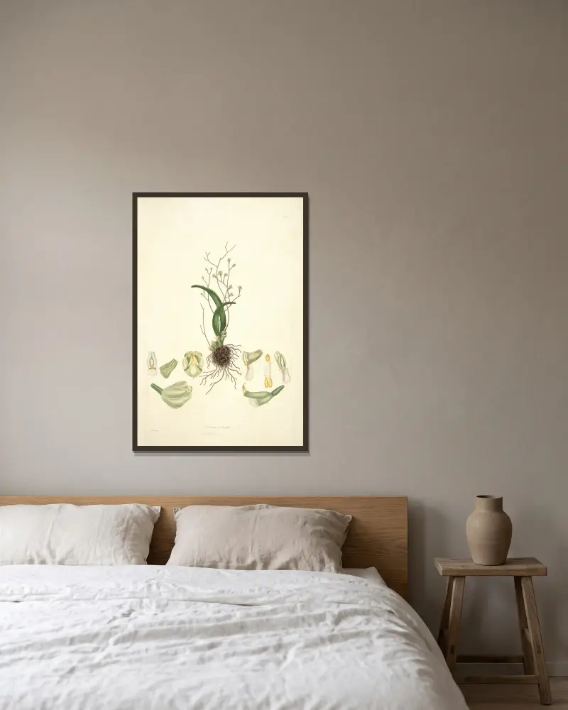 Collectanea botanica Taf. 02 von John Lindley gerahmt an einer Wand