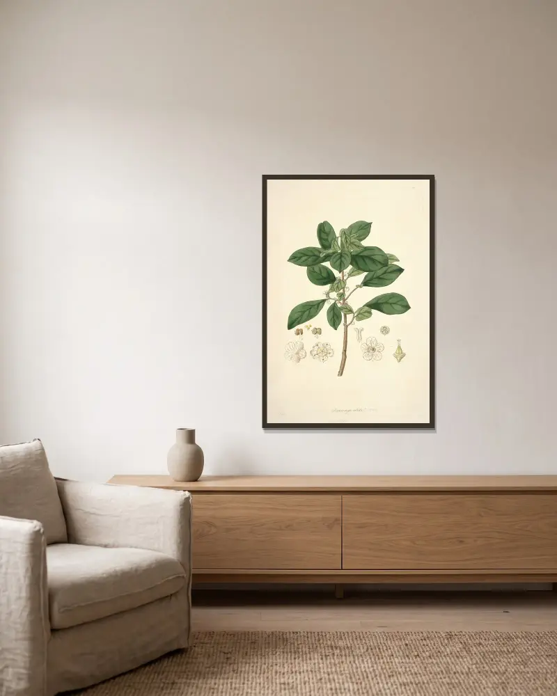 Collectanea botanica, plansch 9 av John Lindley inramad på en vägg