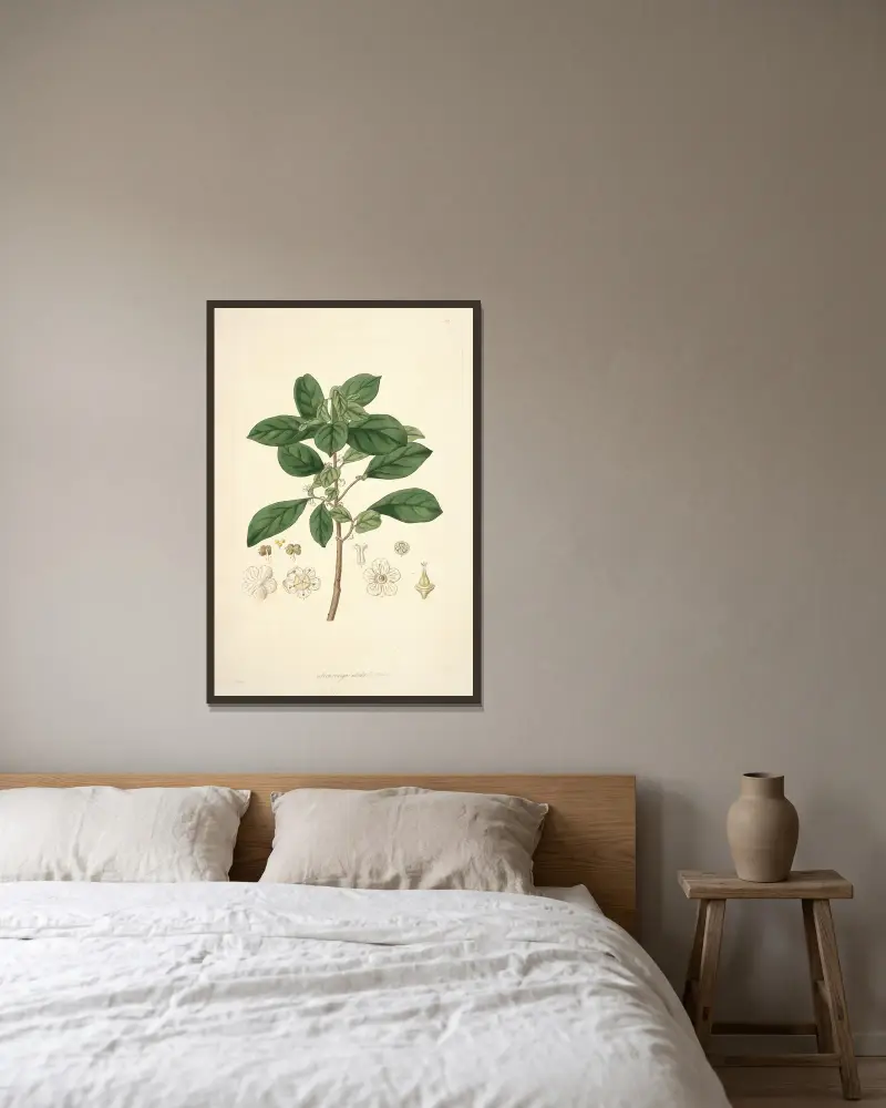 Collectanea botanica, plansch 9 av John Lindley inramad på en vägg