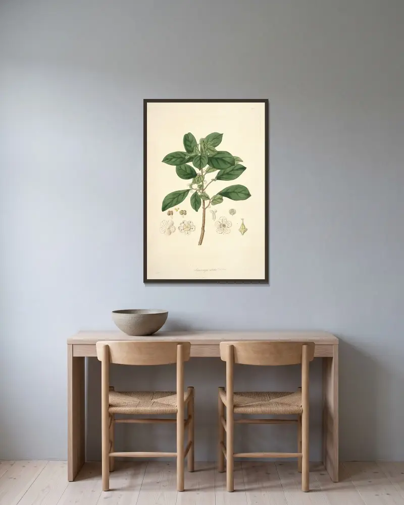 Collectanea botanica, plansch 9 av John Lindley inramad på en vägg