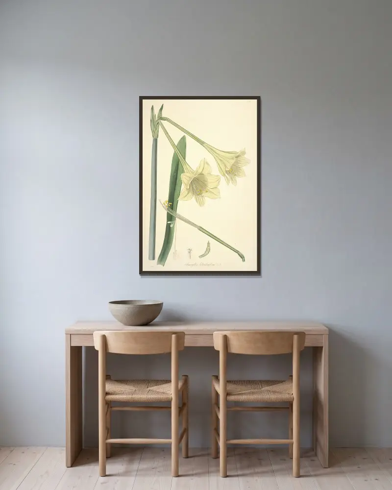 Collectanea botanica Pl.11 av John Lindley inramad på en vägg