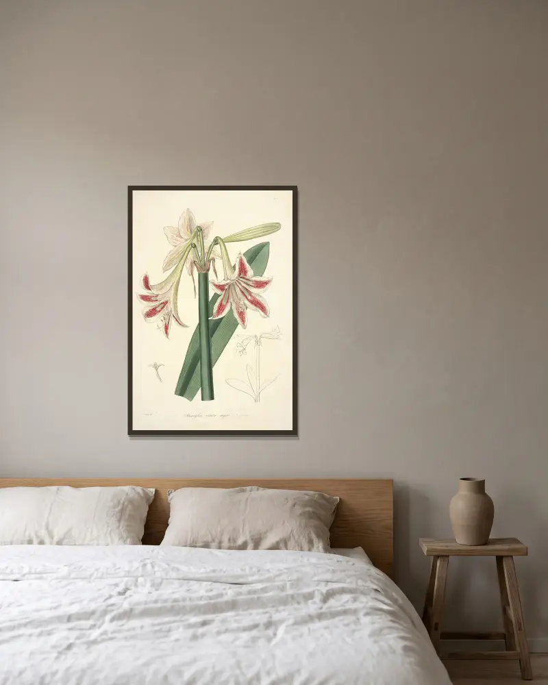 Collectanea botanica Pl.12 av John Lindley inramad på en vägg
