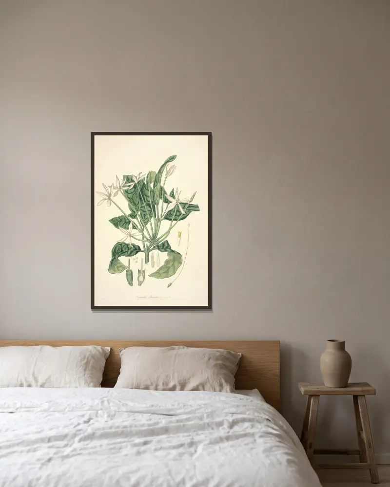 Collectanea botanica Taf. 13 von John Lindley gerahmt an einer Wand