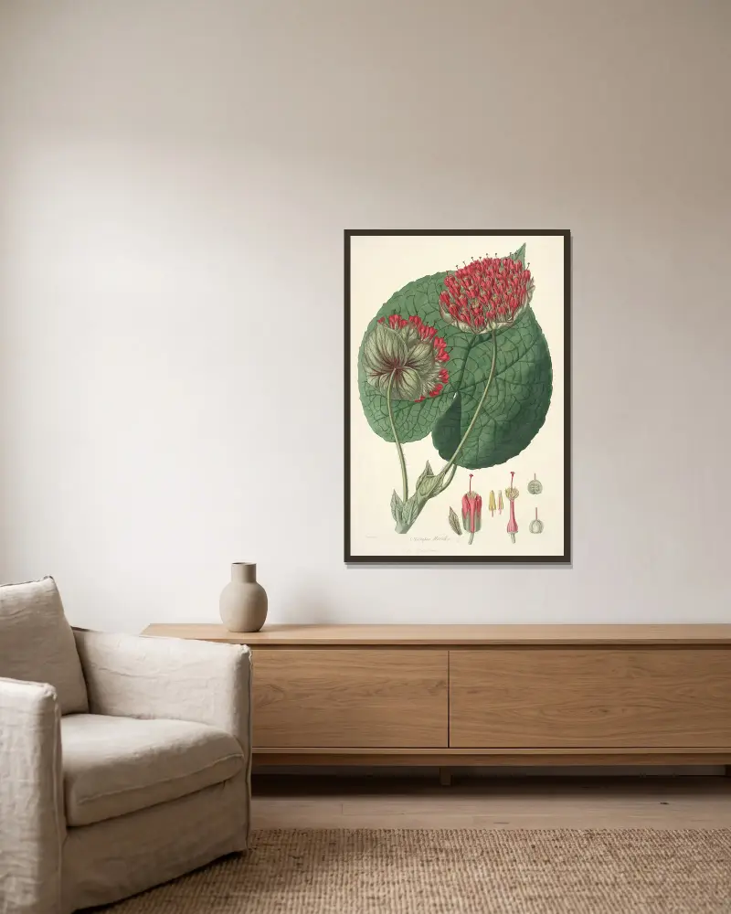 Collectanea botanica Pl.14 av John Lindley inramad på en vägg