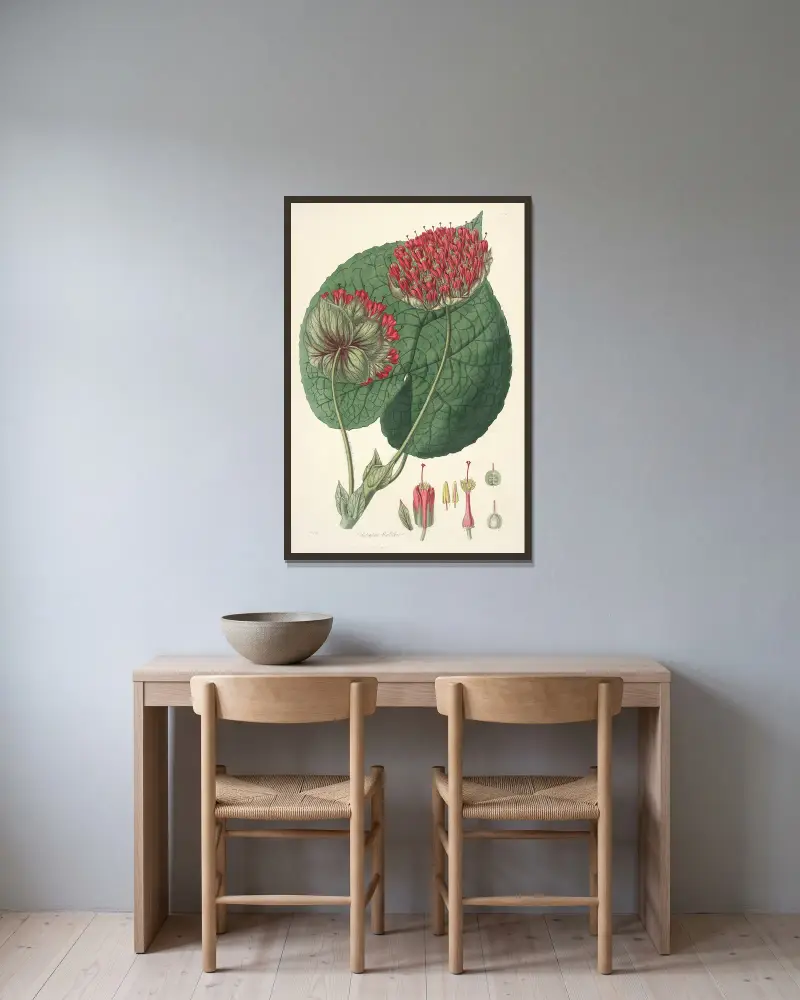 Collectanea botanica Pl.14 av John Lindley inramad på en vägg