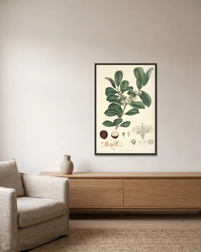 Collectanea botanica Pl.16 av John Lindley inramad på en vägg