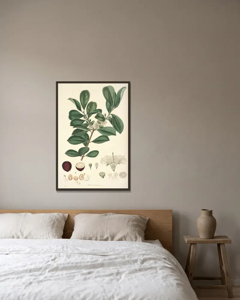 Collectanea botanica Pl.16 av John Lindley inramad på en vägg