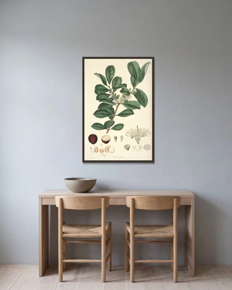 Collectanea botanica Pl.16 av John Lindley inramad på en vägg