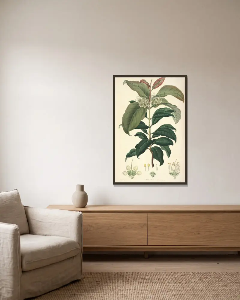 Collectanea botanica Pl. 18 von John Lindley gerahmt an einer Wand