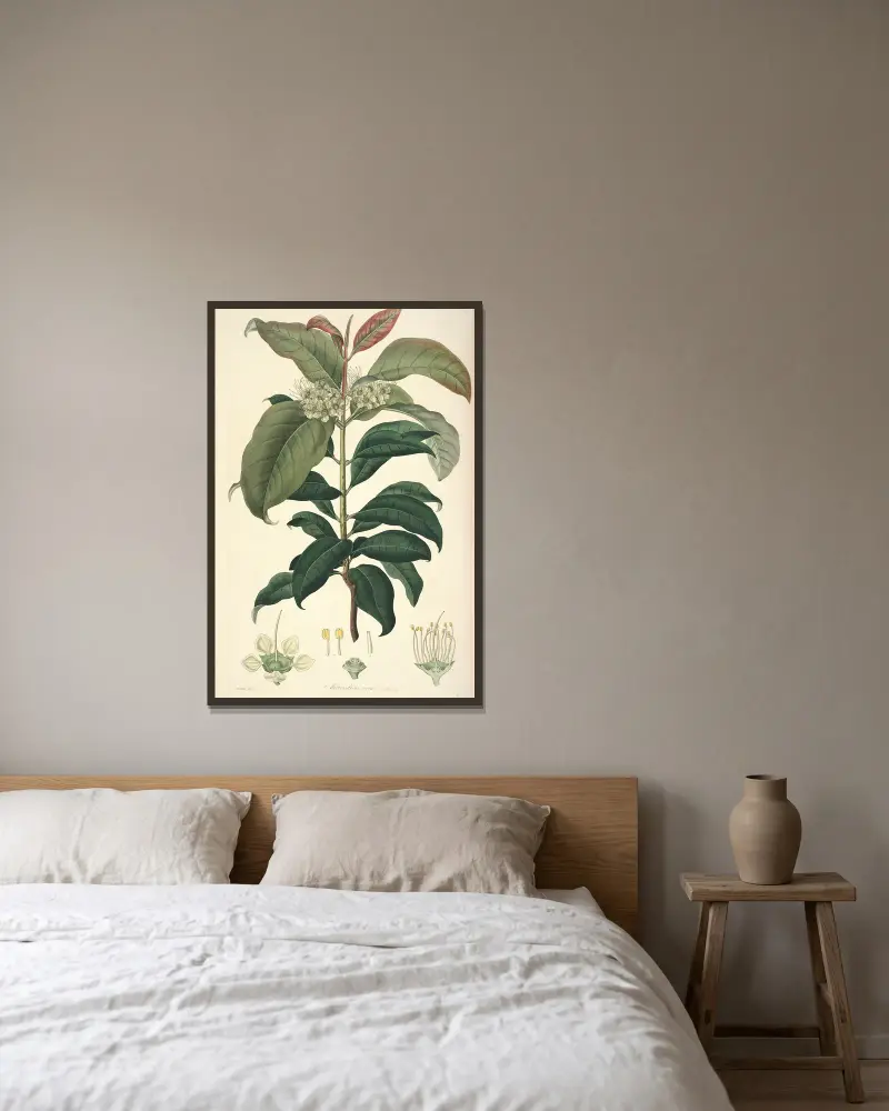 Collectanea botanica Pl. 18 von John Lindley gerahmt an einer Wand