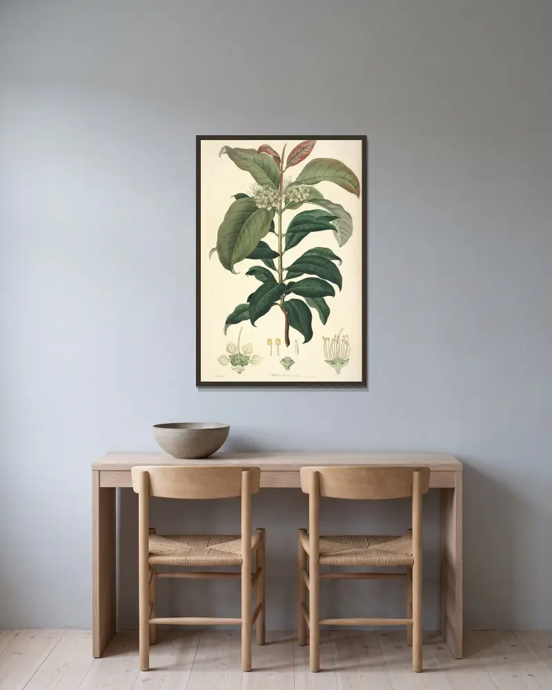 Collectanea botanica Pl. 18 von John Lindley gerahmt an einer Wand