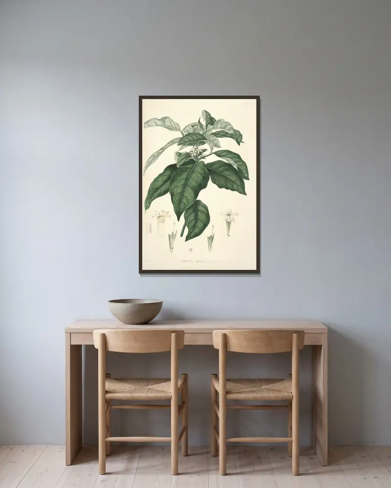 Collectanea botanica Pl.21 av John Lindley inramad på en vägg