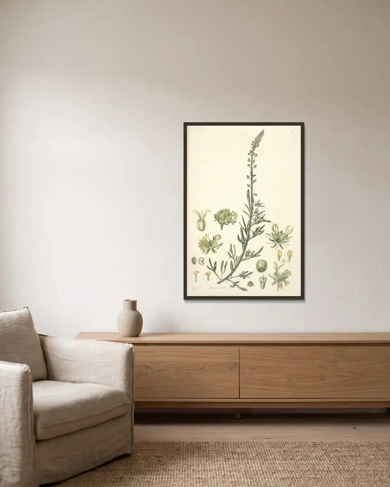 Collectanea botanica Pl.22 av John Lindley inramad på en vägg