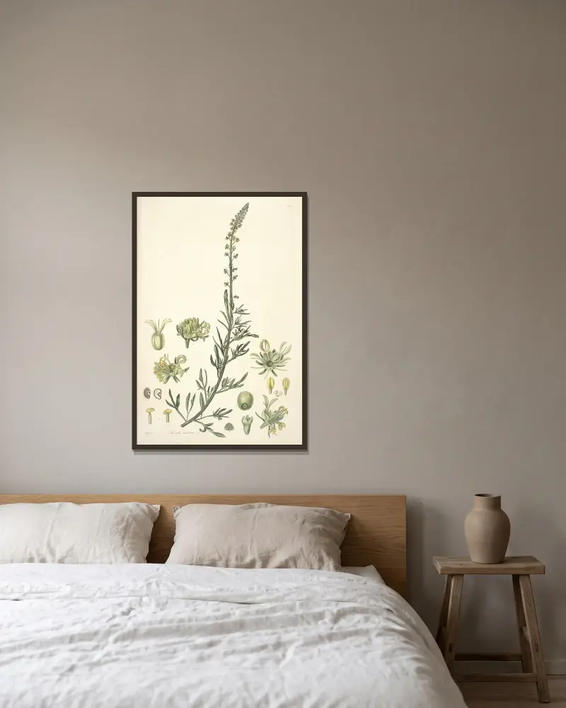Collectanea botanica Pl.22 av John Lindley inramad på en vägg