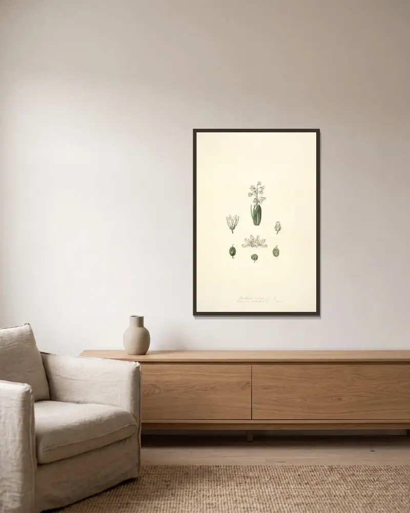 Collectanea botanica Pl.24 av John Lindley inramad på en vägg
