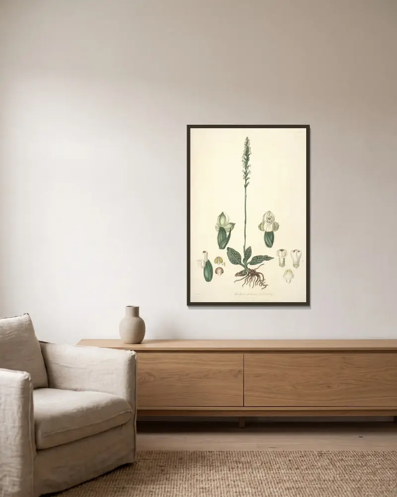 Collectanea botanica Pl.25 av John Lindley inramad på en vägg