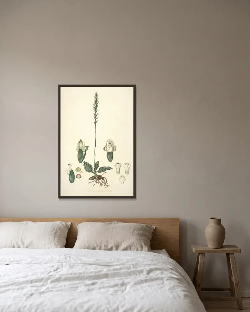 Collectanea botanica Pl.25 av John Lindley inramad på en vägg