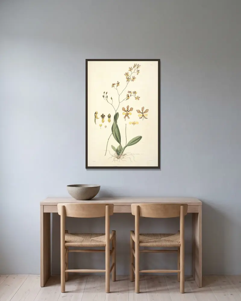 Collectanea botanica Pl.27 av John Lindley inramad på en vägg