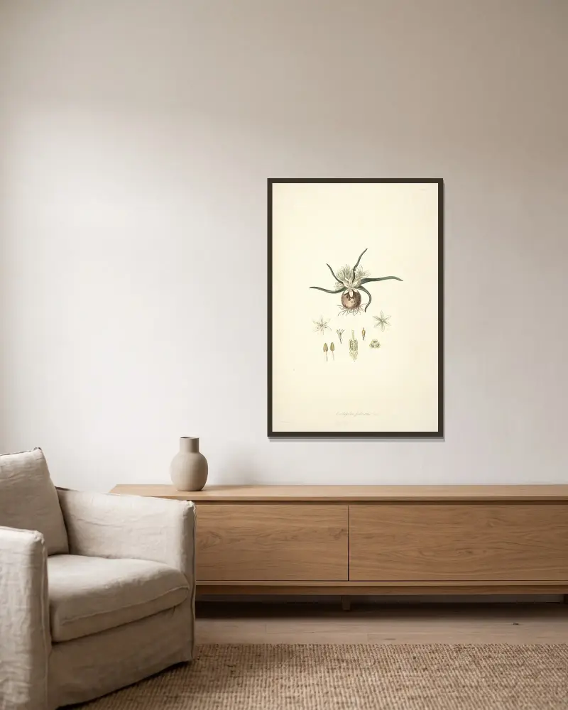 Collectanea botanica Pl.28 von John Lindley gerahmt an einer Wand