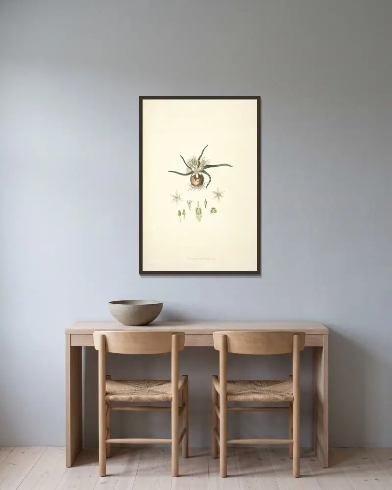 Collectanea botanica Pl.28 von John Lindley gerahmt an einer Wand