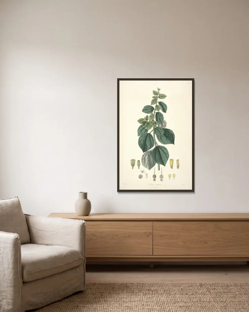 Collectanea botanica Pl.29 av John Lindley inramad på en vägg