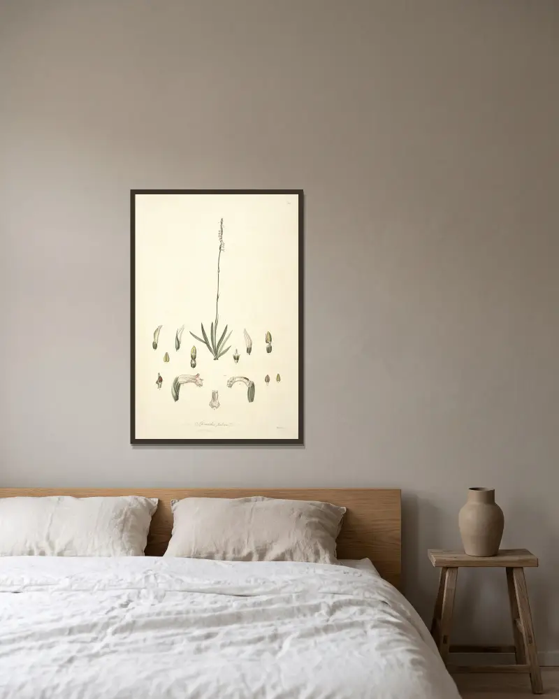 Collectanea botanica Pl.30 av John Lindley inramad på en vägg