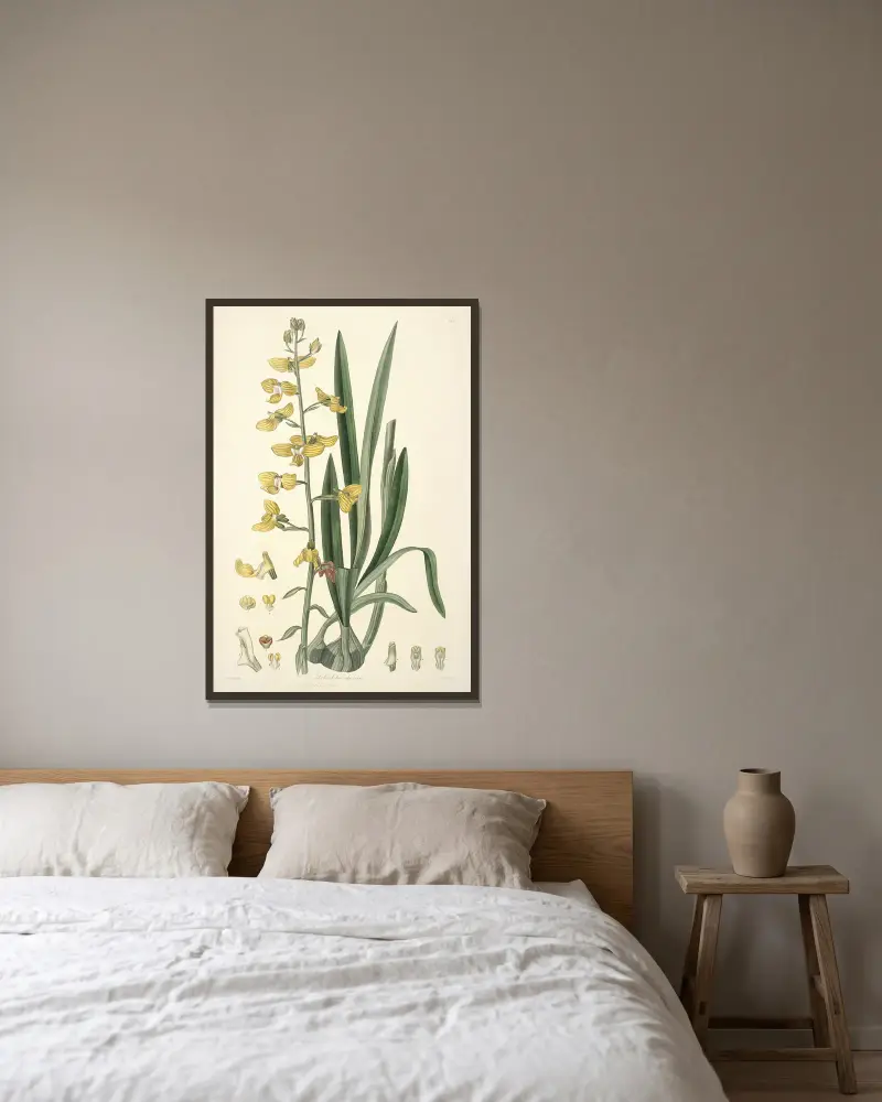 Collectanea botanica Pl. 31 von John Lindley gerahmt an einer Wand