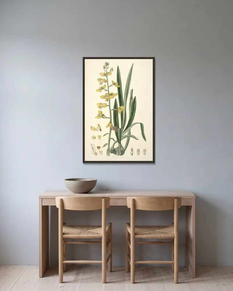 Collectanea botanica Pl. 31 von John Lindley gerahmt an einer Wand