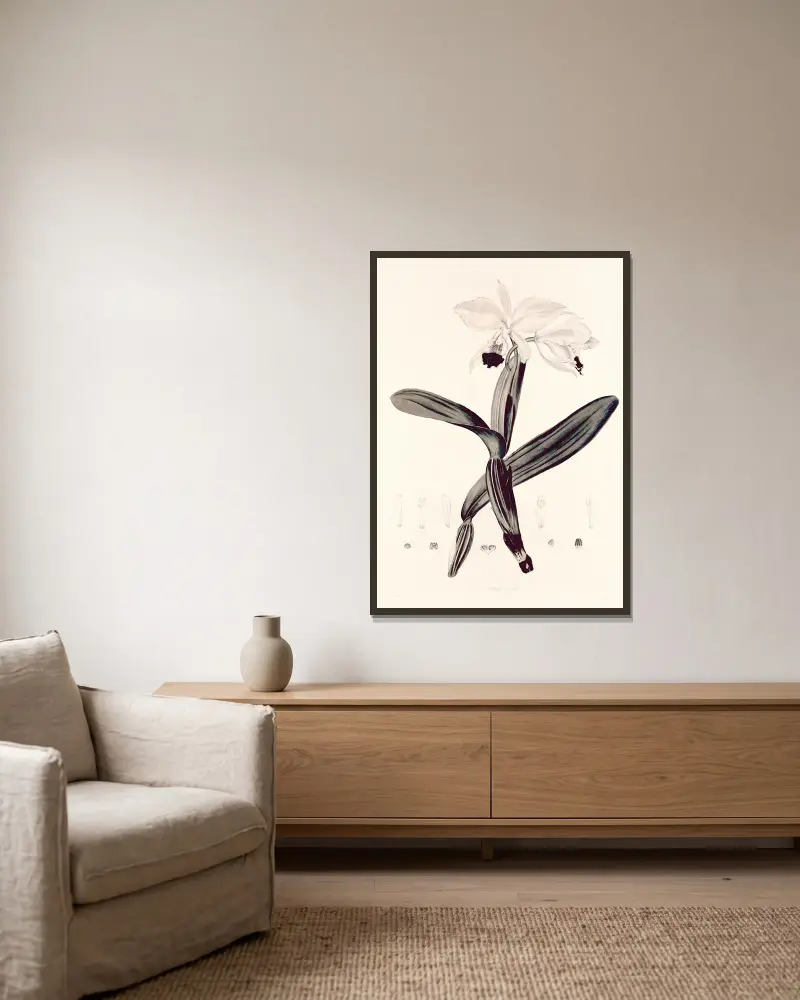 Collectanea botanica Taf. 33 von John Lindley gerahmt an einer Wand