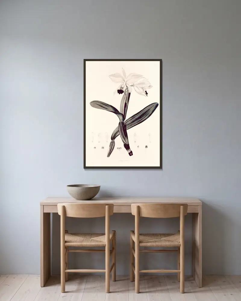 Collectanea botanica Taf. 33 von John Lindley gerahmt an einer Wand