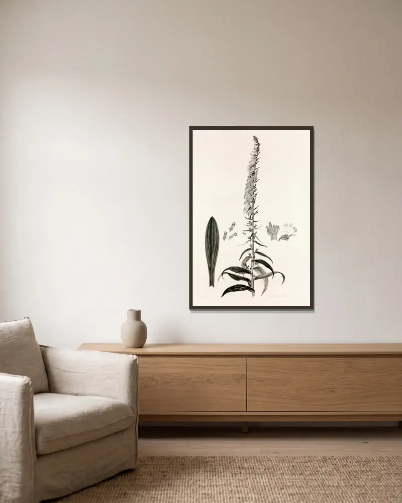 Collectanea botanica Pl.35 av John Lindley inramad på en vägg