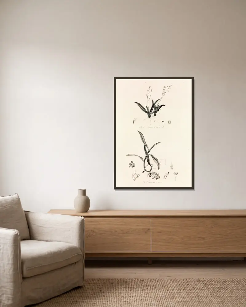 Collectanea botanica Taf. 39 von John Lindley gerahmt an einer Wand