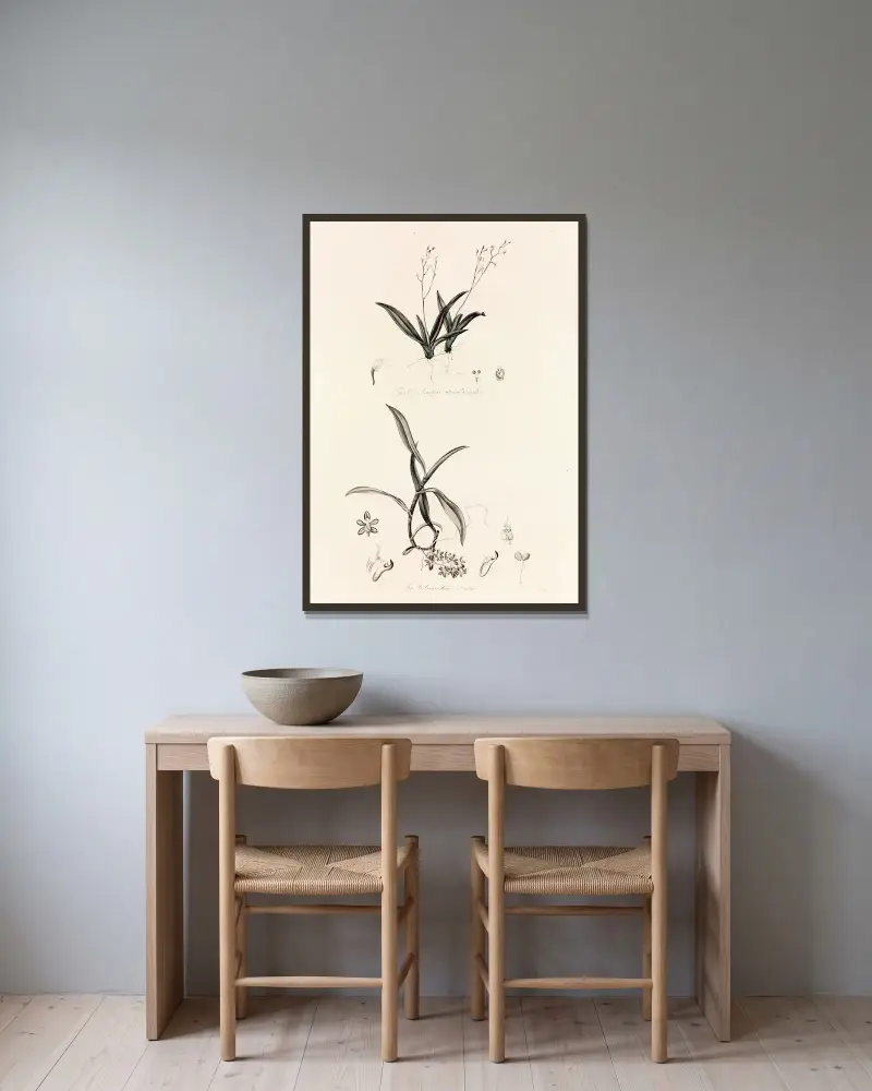 Collectanea botanica Taf. 39 von John Lindley gerahmt an einer Wand