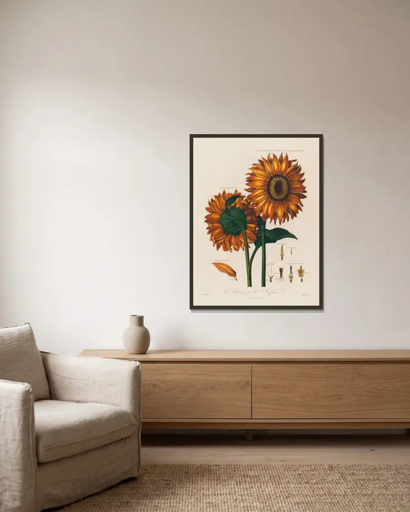 Anatomie der Sonnenblume von Robert John Thornton gerahmt an einer Wand