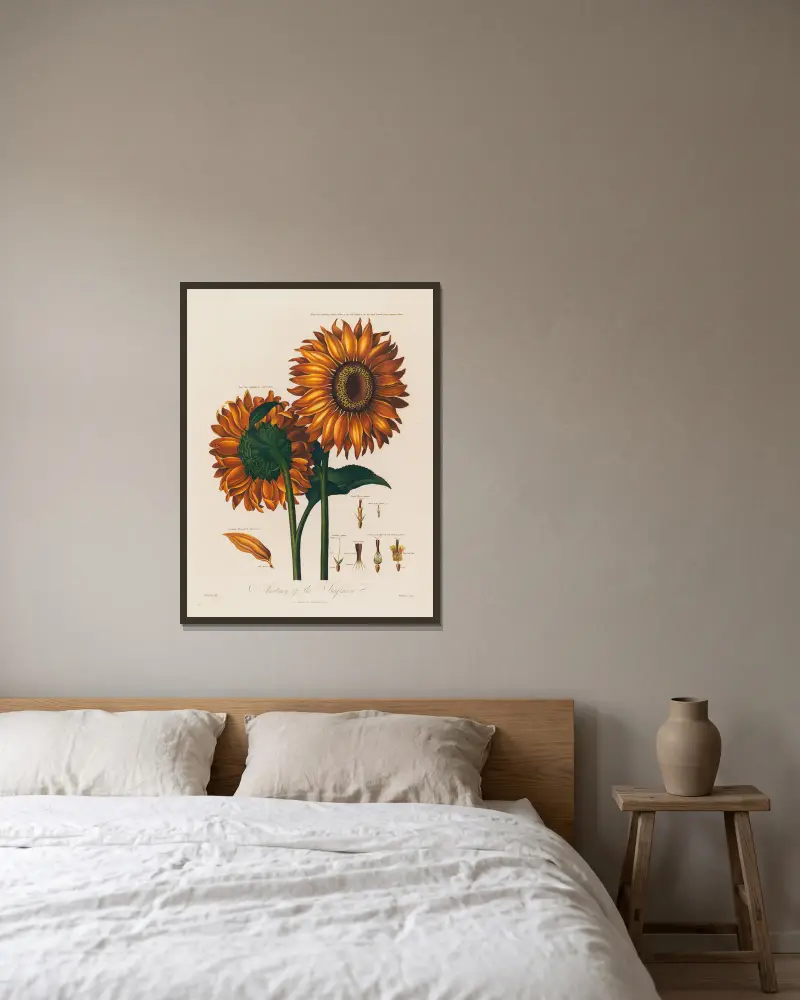 Anatomie der Sonnenblume von Robert John Thornton gerahmt an einer Wand
